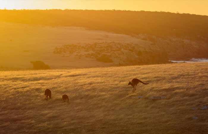 Kangaroo-Island---Matthew-Fuentes-2