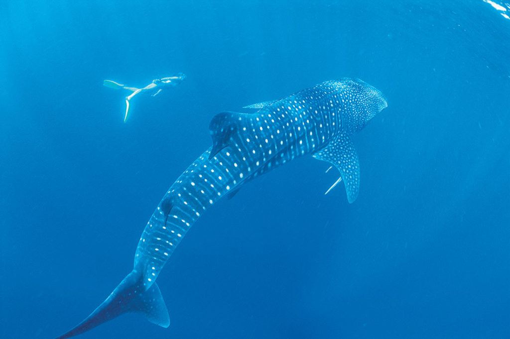 Ningaloo Reef The Best Snorkelling In Australia Outside Of The Great Barrier Reef Australia