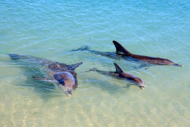 Meet the bottlenose dolphins of Monkey Mia