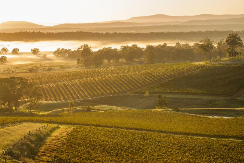 Hunter Valley vineyards, New South Wales